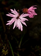 Lithophragma glabra 17-2664